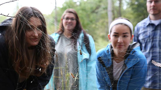 students studying a joro spider web
