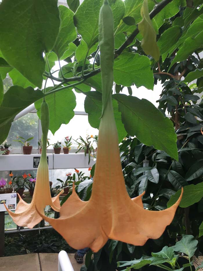 photo of angel trumpet plant