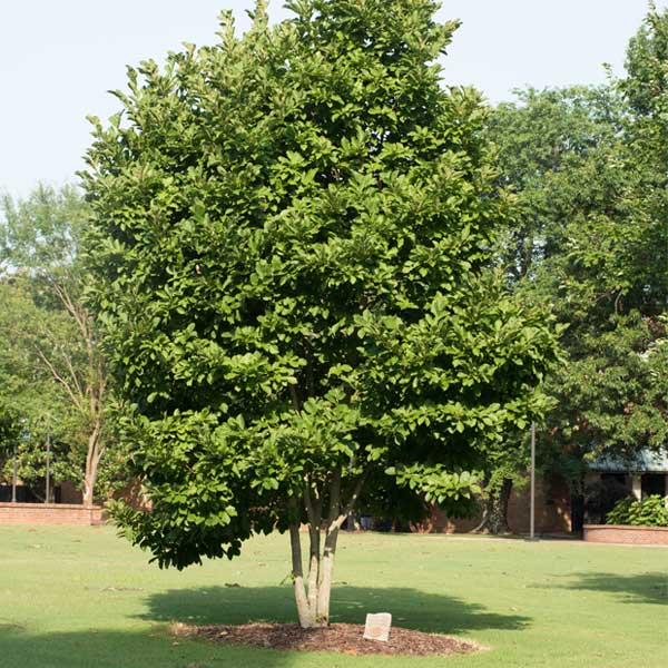 memorial tree on gainesville campus