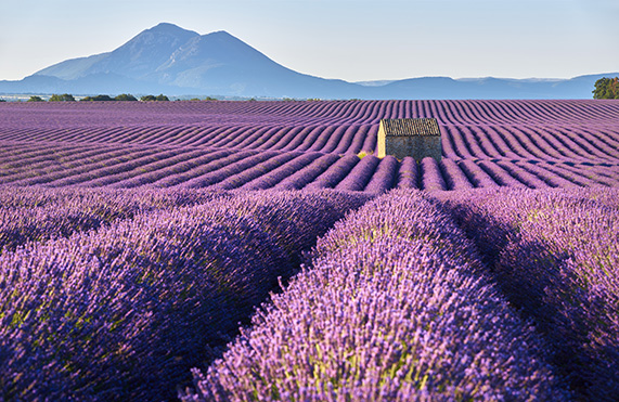 Lavender fields in the Provence region of southern France