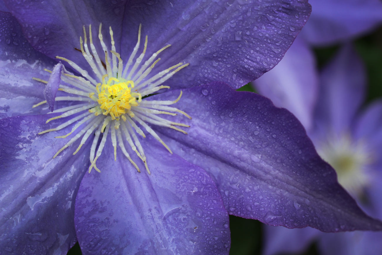 close up shot of purple flower