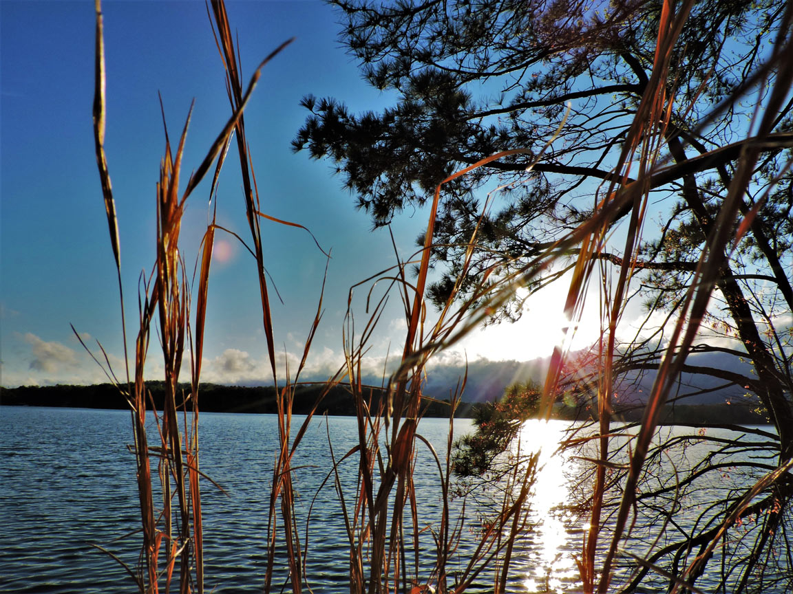 sun shining through reeds on shore of lake