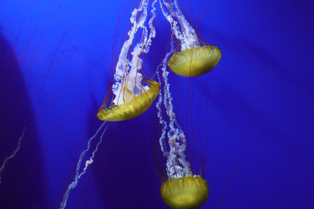 3 jellyfish swimming downward