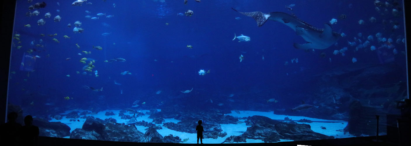 panorama of a child centered in front of a large view of aquarium window 