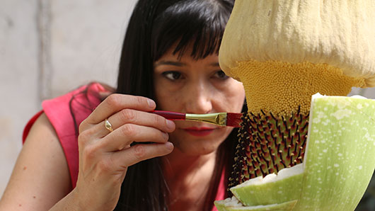 researcher examining corpse flower