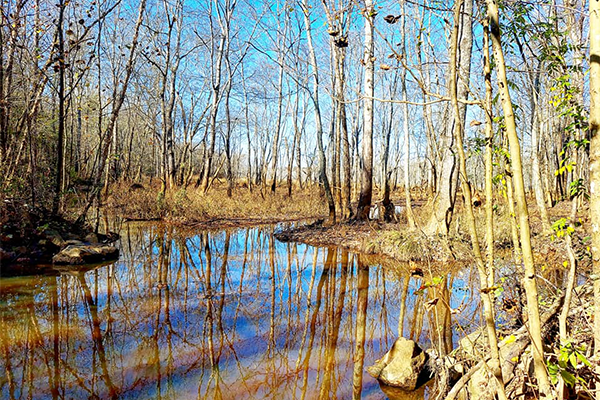 BioSTEAM Outdoor Learning Center stream and trees