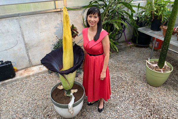 Rare Corpse Flower Blooms At Ung