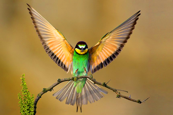 beautiful humming bird